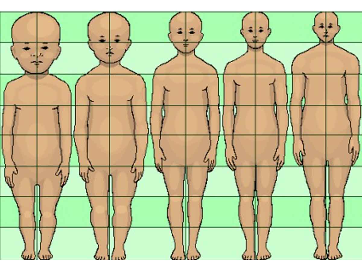 Proporcje głowy do ciała w zależności od wieku człowieka